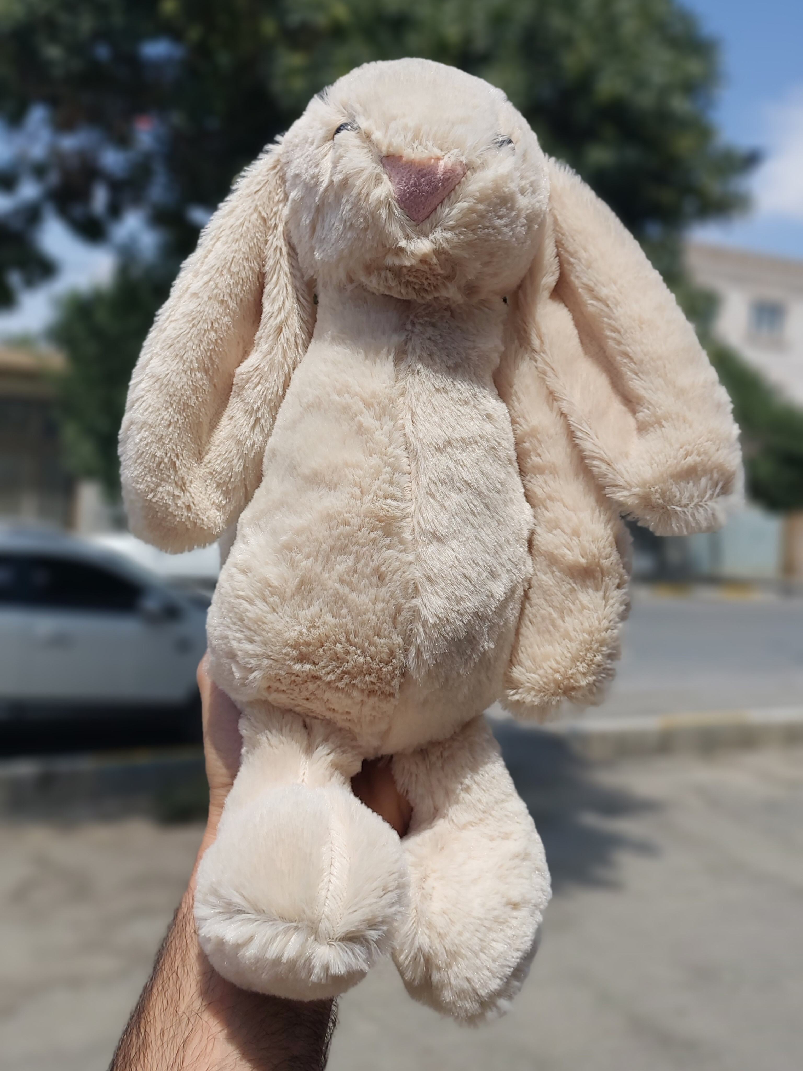 جیلی کت